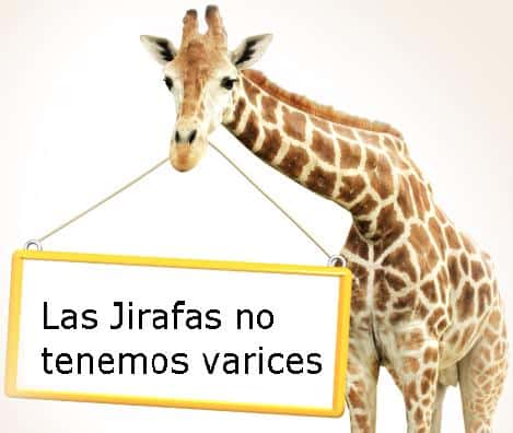 Las jirafan no tienen varices ni ulcera venosa